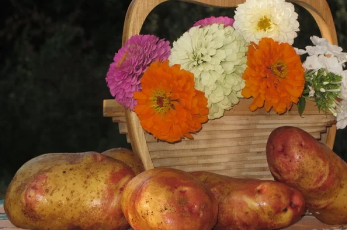 Картофель позднего сорта Пикасо на посадку- фото № 1