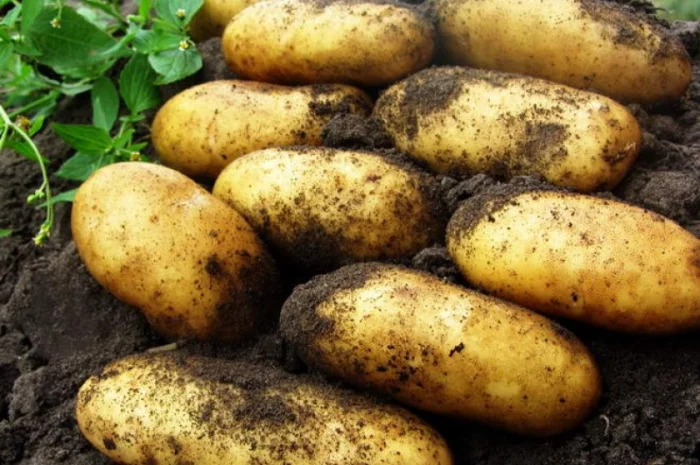 Картофель сорта Гранада, среднепоздний- фото № 1
