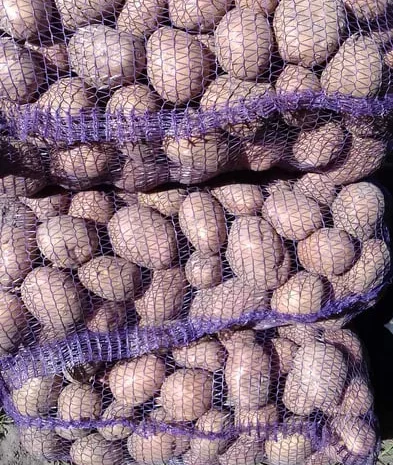 Продажа картошки на посадку Белла Роса и Санте- фото № 1