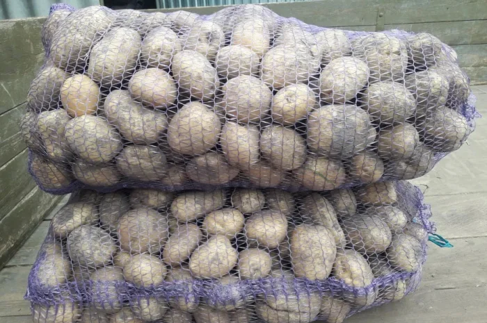 Продажа картофеля сортов Санте, Конект, Лабела- фото № 1