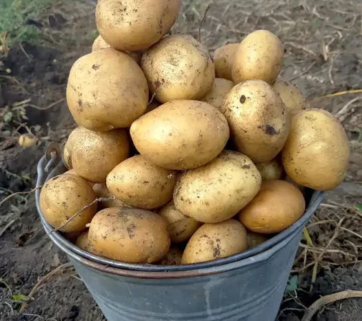 Картофель на посадку сортов Санте и Белороса- фото № 1