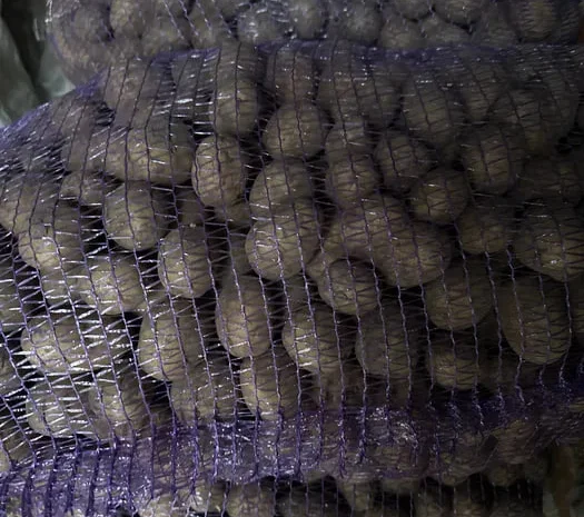 Продаж насінної картоплі сорту Мелоді- фото № 1