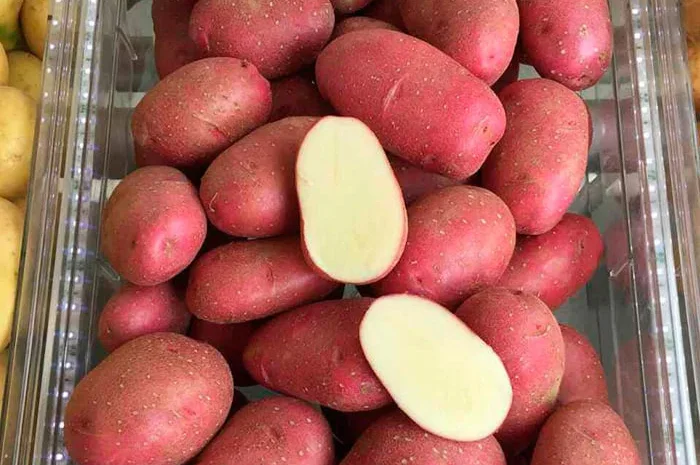 Картопля сортів Торнадо та Мелоді на продаж- фото № 1