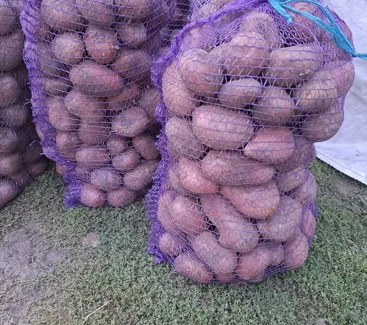 Продаж картоплі на посадку Балтік Роуз та Мелоді- фото № 1
