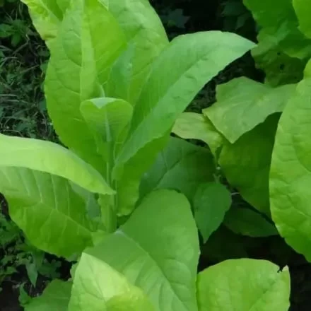 Насіння тютюну Вірджинія, 0.1 г- фото № 1