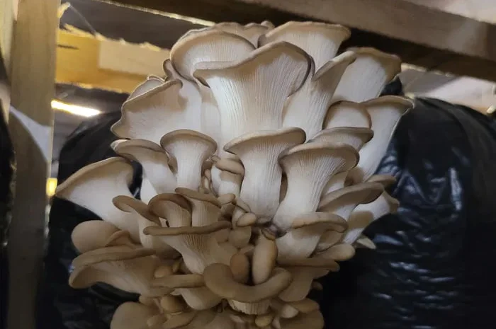 Грибні блоки вешенки 8 кг від виробника- фото № 1