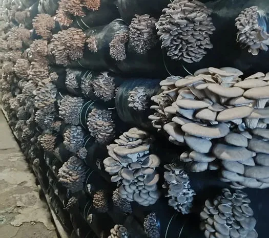 Грибні блоки вешенки на продаж- фото № 1