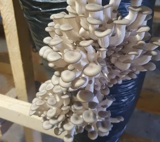 Продажа проинкубированных грибных блоков вешенки- фото № 1