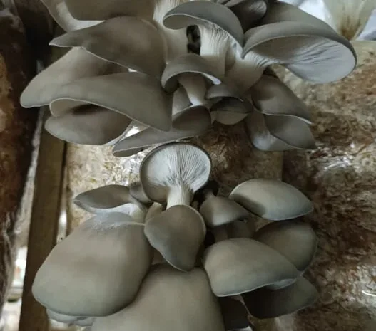 Свіжі вешенки на продаж- фото № 1