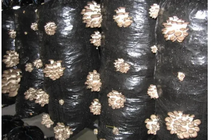 Грибний блок вешенки, готовий до плодоношення- фото № 1