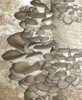 Блоки Вешенки гібрид SN 010015 для продажу- фото № 1