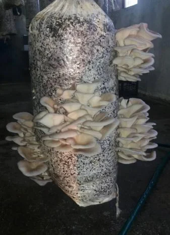 Грибні блоки вешенки для плодоношення- фото № 1