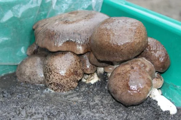 Блоки грибов Королевская вешенка для выращивания- фото № 1