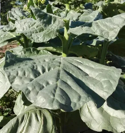 Махорка тютюн насіння- фото № 1