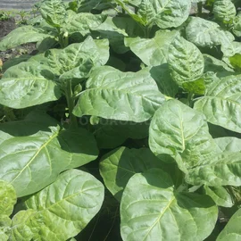 Насіння тютюну «Махорка Вергун», - 300 насінин- фото № 1