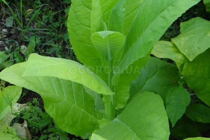 Насіння тютюну «Virginia» (Вірджинія)- фото № 1