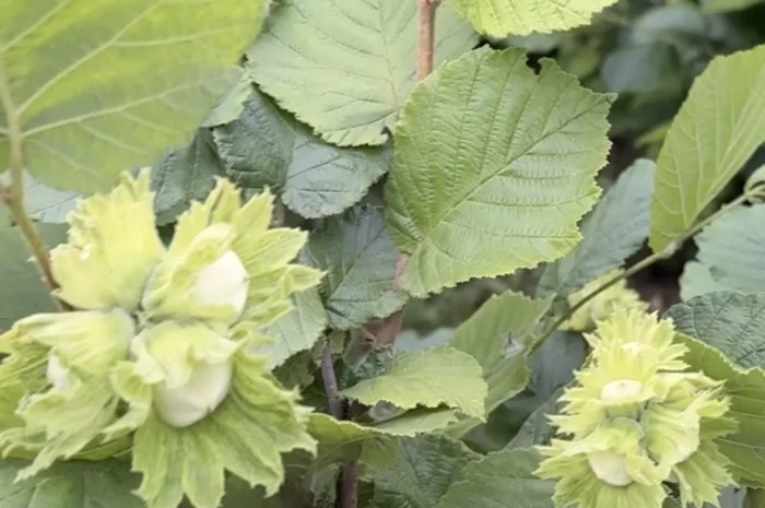 Продам саджанці фундука- фото № 2