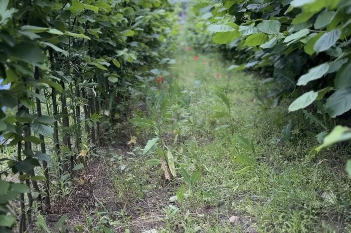 Продам саджанці фундука- фото № 3