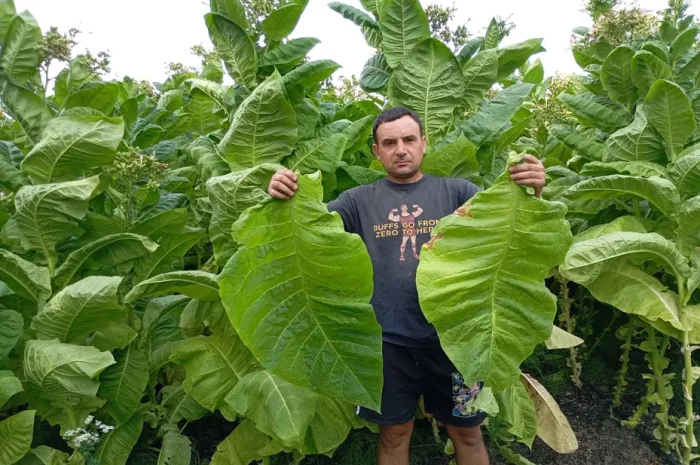 Насіння тютюна сорт Берлей46- фото № 1