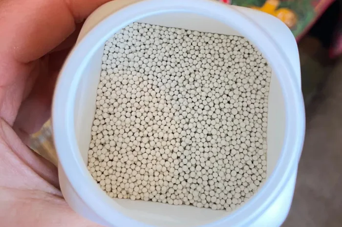 Берлей Насіння тютюну/ табака каліброване- фото № 1