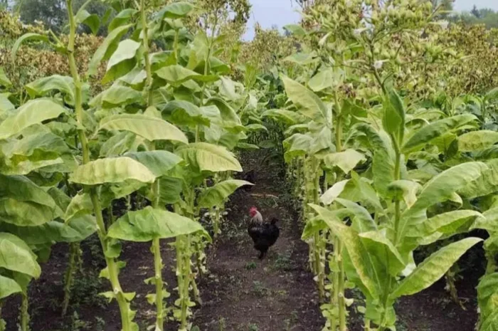 Продам насіння тютюну, тютюн не продаю !- фото № 1