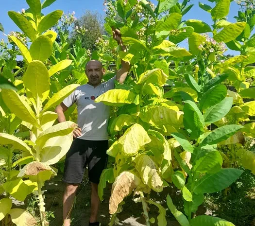 Насіння тютюну " Вірджинія"- фото № 1