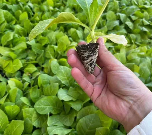 Насіння тютюну Берлей 46.- фото № 1