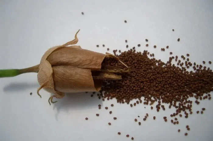 Продам насіння тютюну- фото № 1