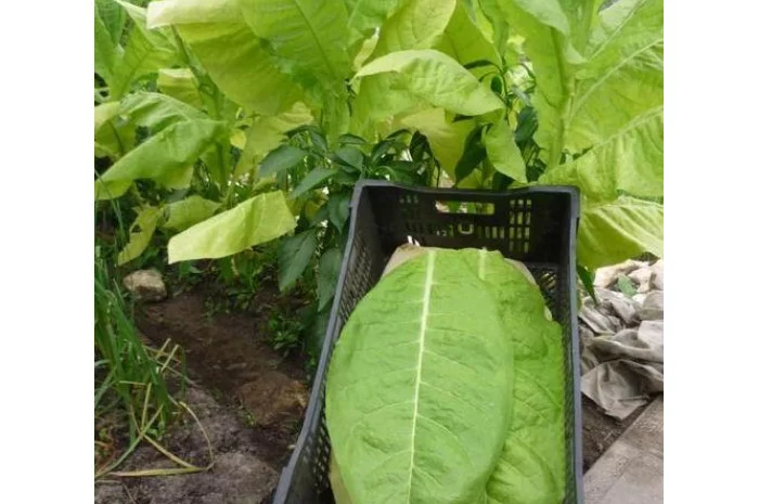 Насіння тютюну "Вірджинія"- фото № 1