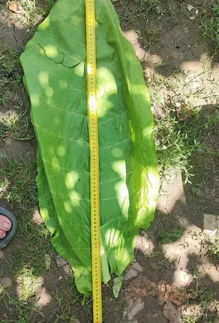 Насіння табака продам- фото № 1