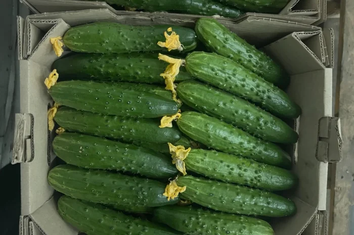 Свіжі огірки на продаж- фото № 1