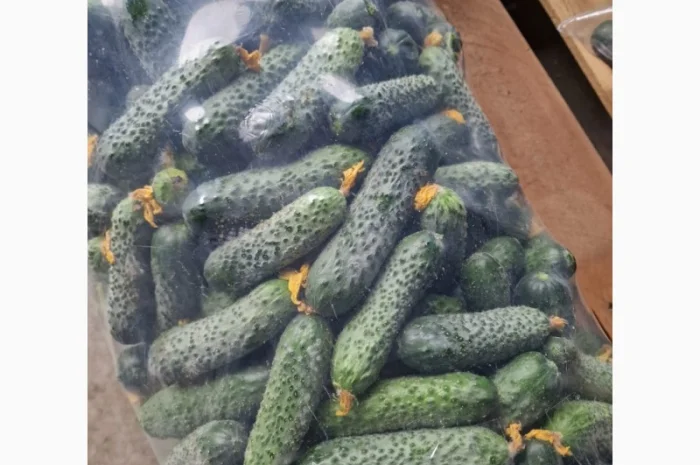 Свіжі огірки для салатів і переробки- фото № 1