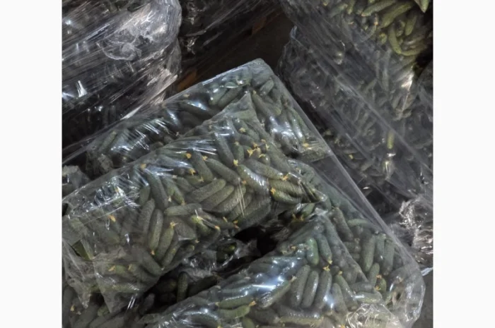 Свіжі огірки для салатів і переробки- фото № 2