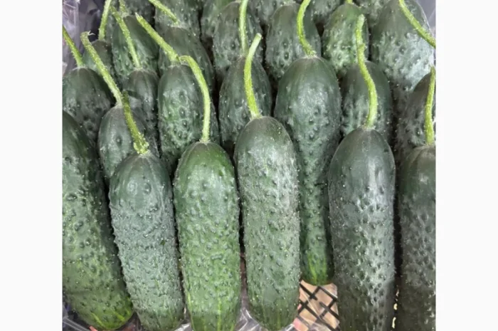 Огірки Туреччина на продаж- фото № 1