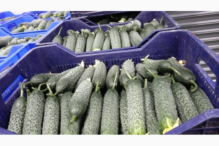 Огірки гуртом- фото № 1