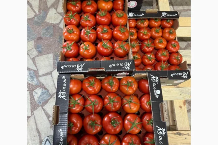 Огірки гуртом- фото № 2