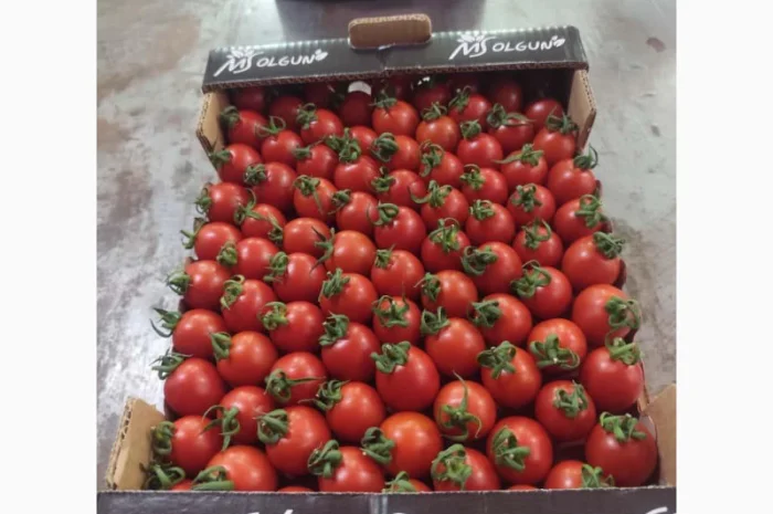 Огірки гуртом- фото № 4