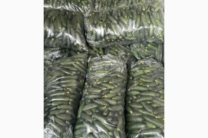 Продаж огірків Румунія- фото № 1