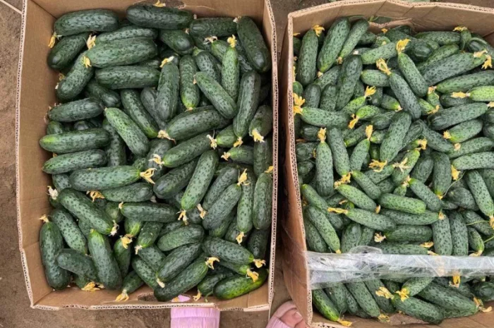 Свіжі огірки з Закарпатської області- фото № 2