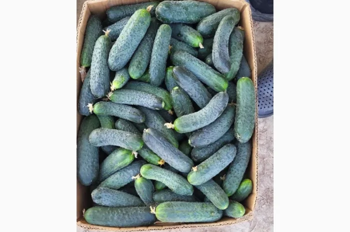 Свіжі огірки з Закарпатської області- фото № 3