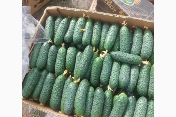 Огірок Закарпаття на продажу- фото № 1
