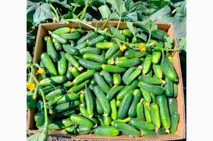 Грунтовий огірок сорту Пролікс на продаж оптом- фото № 1