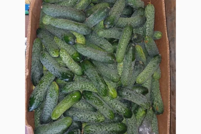 Продаж огірків оптом- фото № 1