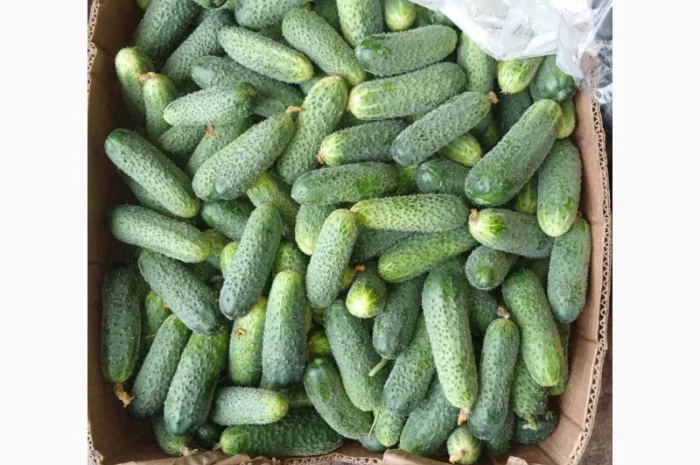 Продаж огірків оптом- фото № 2