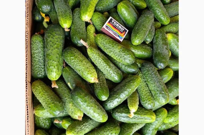 Продаж огірків оптом- фото № 3