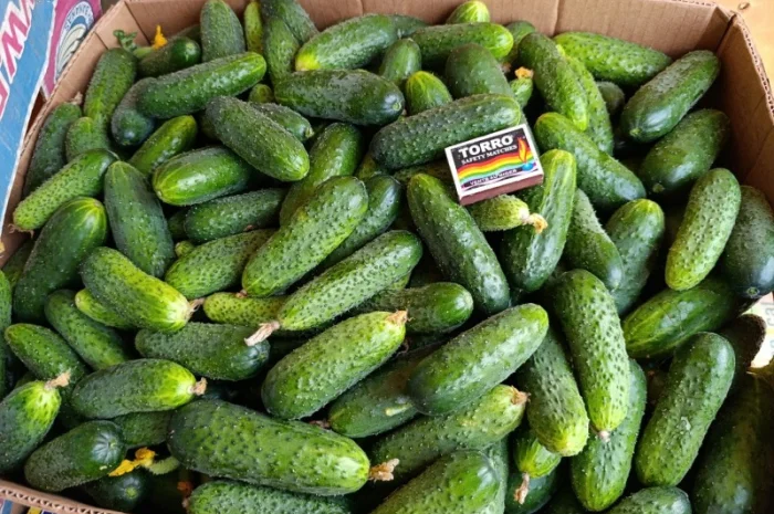 Продаж огірків оптом- фото № 4