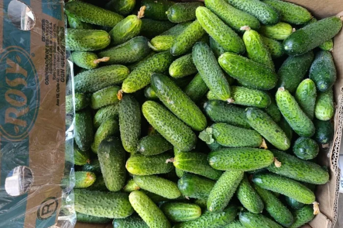 Продаж огірків оптом- фото № 5