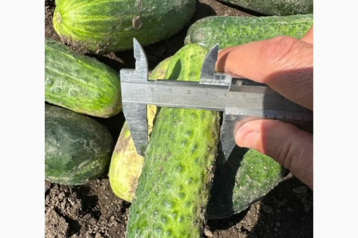 Грунтовий огірок оптом від 7 тонн- фото № 1