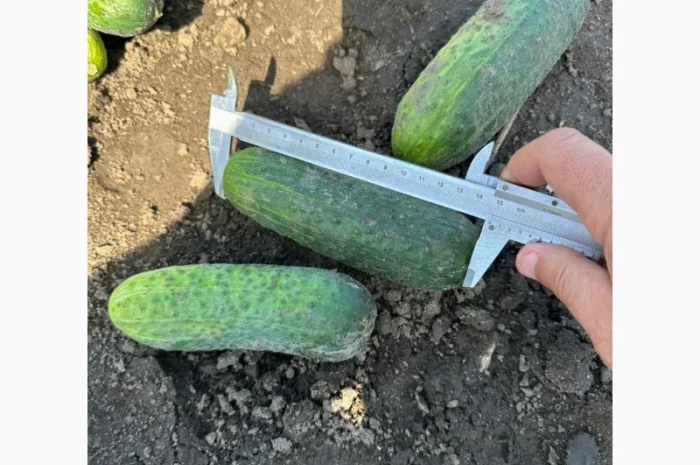 Грунтовий огірок оптом від 7 тонн- фото № 2