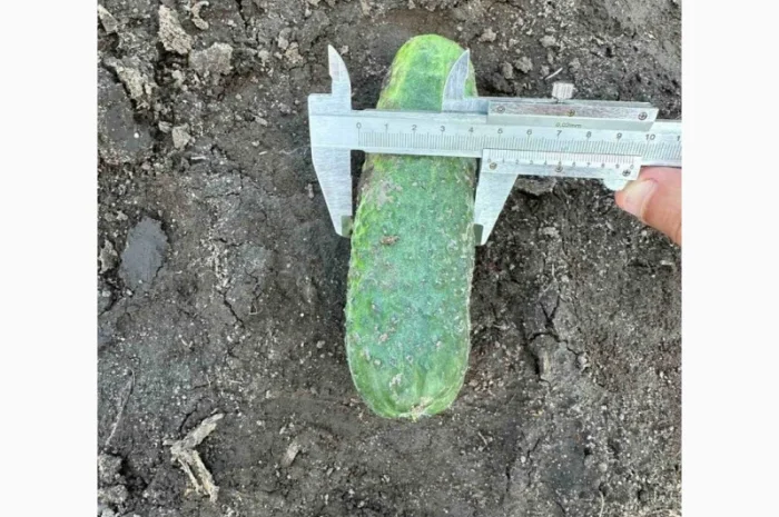 Грунтовий огірок оптом від 7 тонн- фото № 3